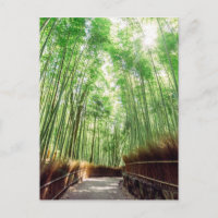 Bamboo Grove | Arashiyama, Kyoto, Japan