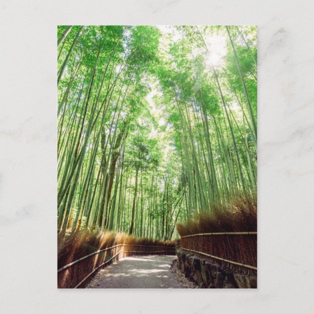 Bamboo Grove | Arashiyama, Kyoto, Japan Postcard (Front)