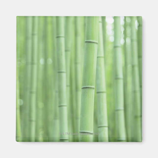 Bamboo Grove Magnet (Front)
