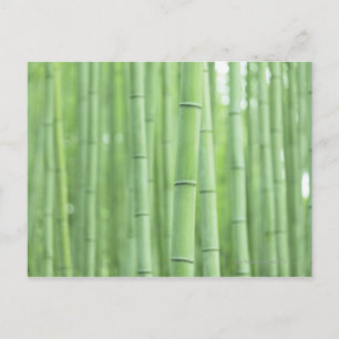 Bamboo Grove Postcard
