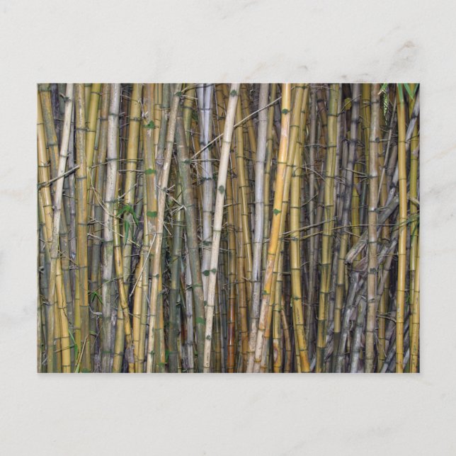 Bamboo in Hilo, Hawaii - Postcard (Front)