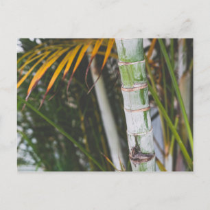 Bamboo of Mexico Postcard