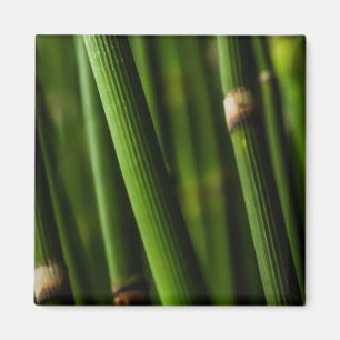 Bamboo pattern magnet