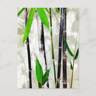 Bamboo Postcard