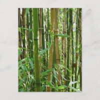 Bamboo Postcard