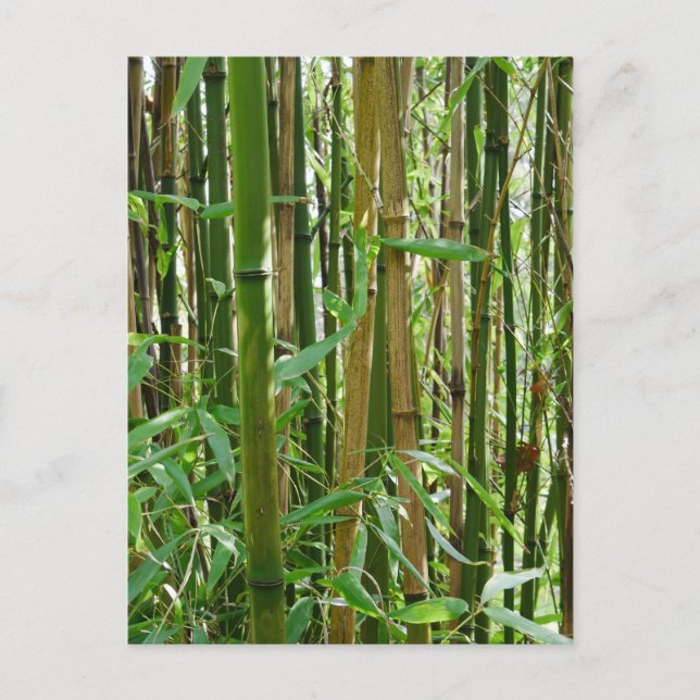 Bamboo Postcard (Front)
