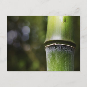 Bamboo Postcard (colour)
