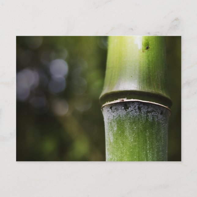 Bamboo Postcard (colour) (Front)