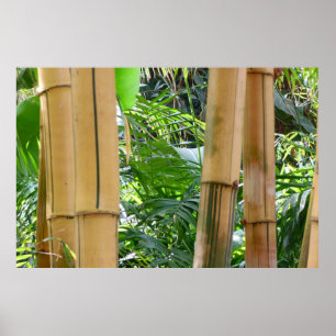Bamboo Poster