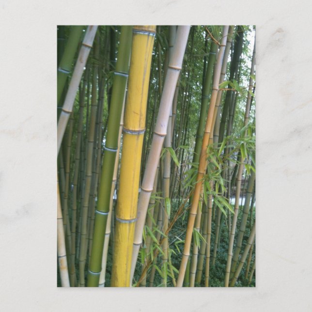 Bamboo Reeds Postcard (Front)