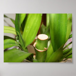 bamboo stick poster