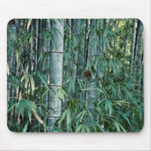 Bamboo trees, Kumamoto, Japan Mouse Pad