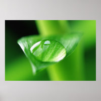 Bambus Wassertropfen
