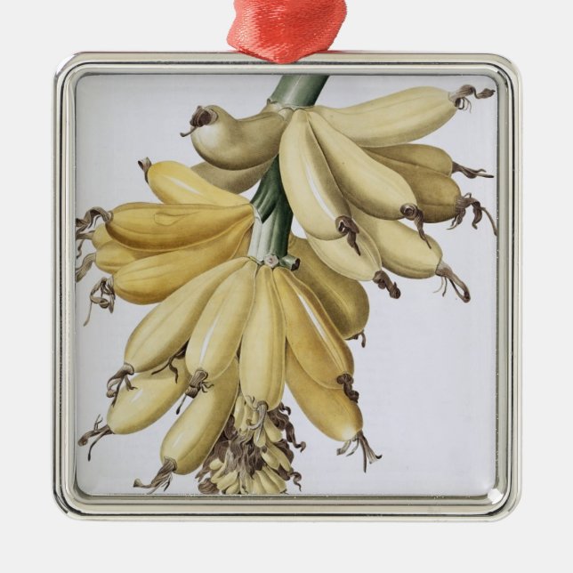 Banana, 1816 metal tree decoration (Front)