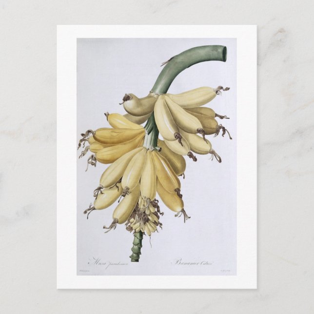 Banana, 1816 postcard (Front)