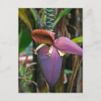 Banana Blossom Postcard