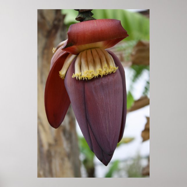 Banana Flower Poster (Front)