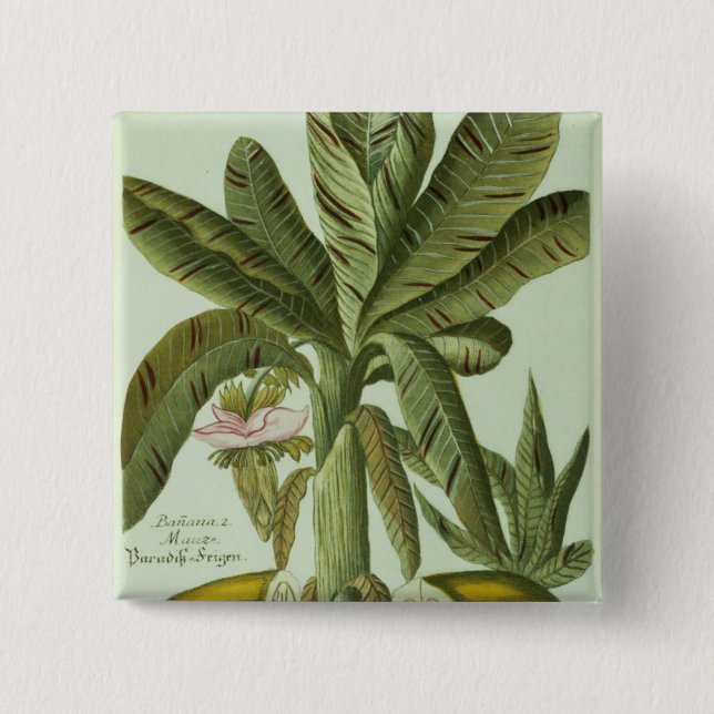 Banana, from J. Weinmann's Phytanthoza Iconographi 15 Cm Square Badge (Front)