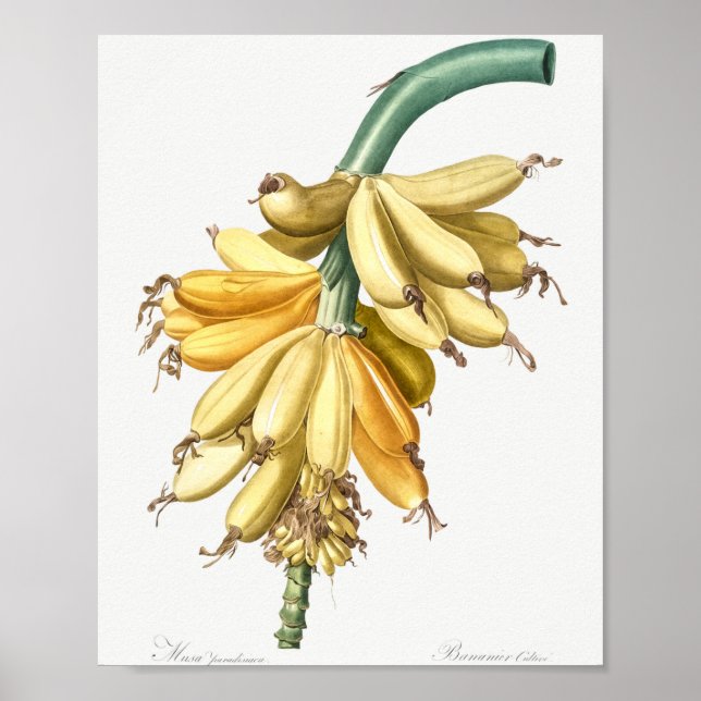 Banana  from Les liliacees (1805) by Pierre-Joseph Poster (Front)