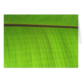 Banana Leaf Close-Up