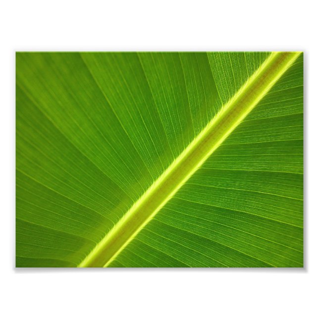 Banana Leaf Macro Photo Print (Front)