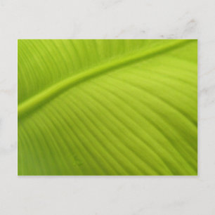 Banana Leaf Postcard