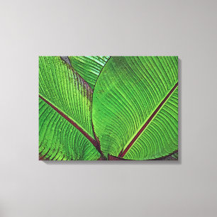 "BANANA PLANT LEAVES WITH RAINDROPS" (PHOTOG) CANVAS PRINT