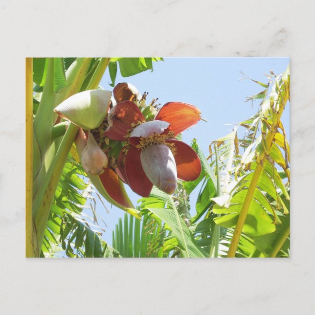 Banana Plant Postcard (Front)