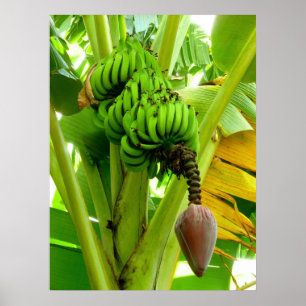 Banana Plant Poster