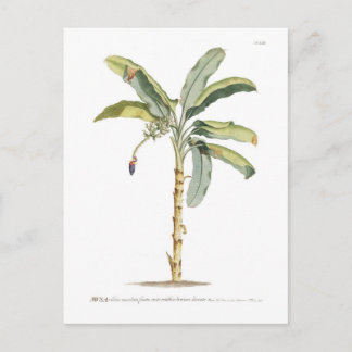 Banana Postcard