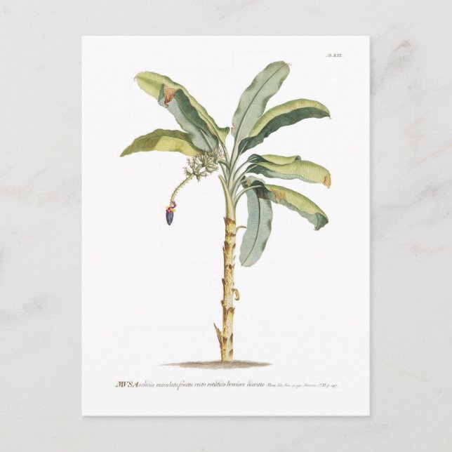 Banana Postcard (Front)