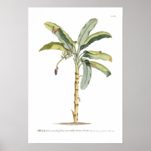 Banana Poster