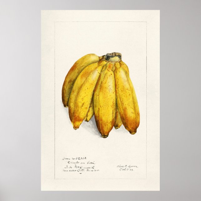 Banana Poster (Front)
