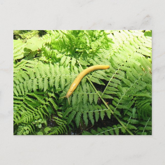 Banana Slug on Ferns I  Postcard (Front)