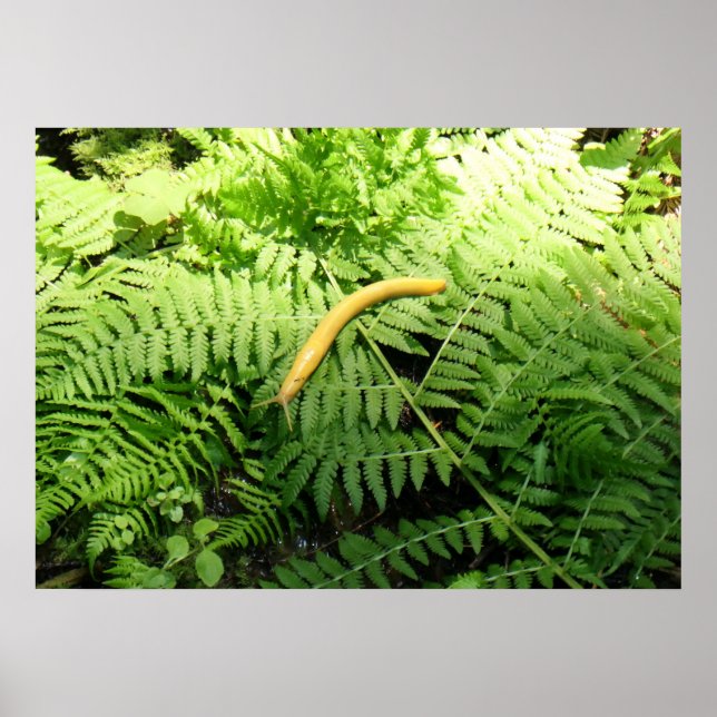 Banana Slug on Ferns I  Poster (Front)