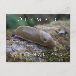Banana Slug on Mossy Log, Olympic National Park Postcard