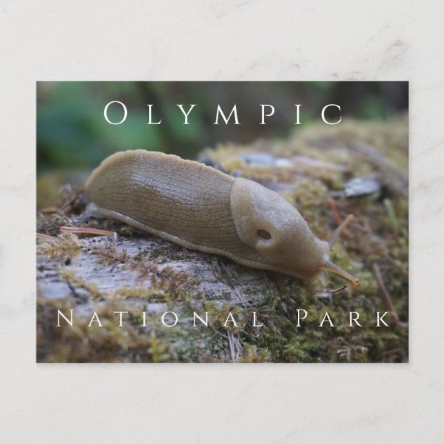 Banana Slug on Mossy Log, Olympic National Park Postcard (Front)