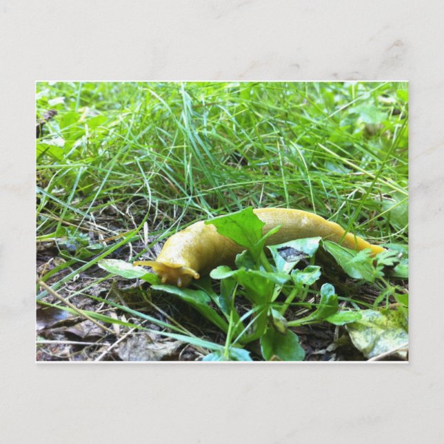 Banana Slug Postcard (Front)
