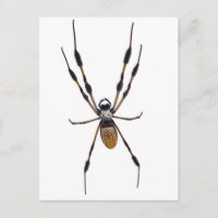 Banana spider