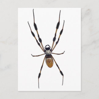 Banana spider postcard