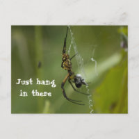 Banana Spider Web Just hang in there