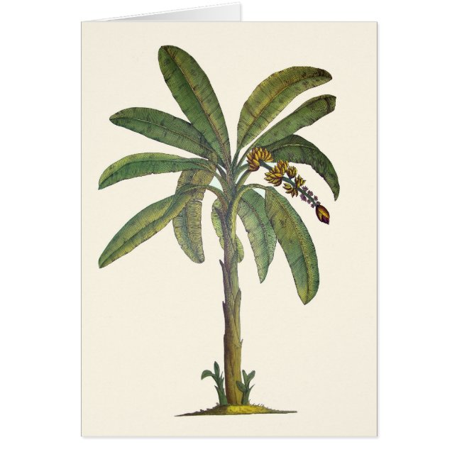 Banana Tree Botanical (Front)