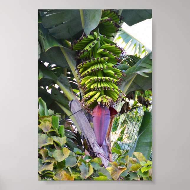 Banana tree in Madeira Poster (Front)