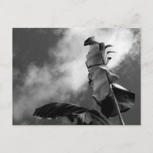 Banana Tree Leaves Postcard