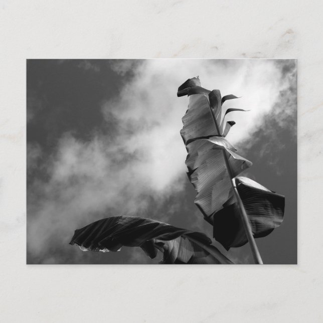 Banana Tree Leaves Postcard (Front)