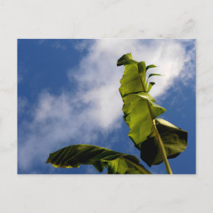 Banana Tree Leaves Postcard