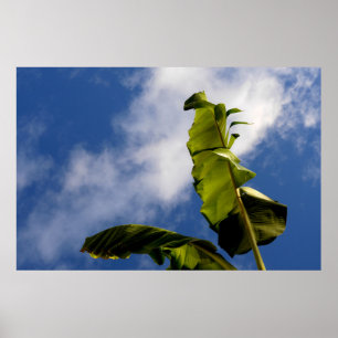 Banana Tree Leaves Poster