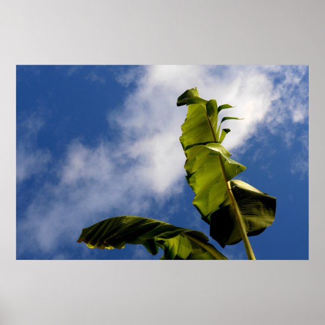 Banana Tree Leaves Poster (Front)