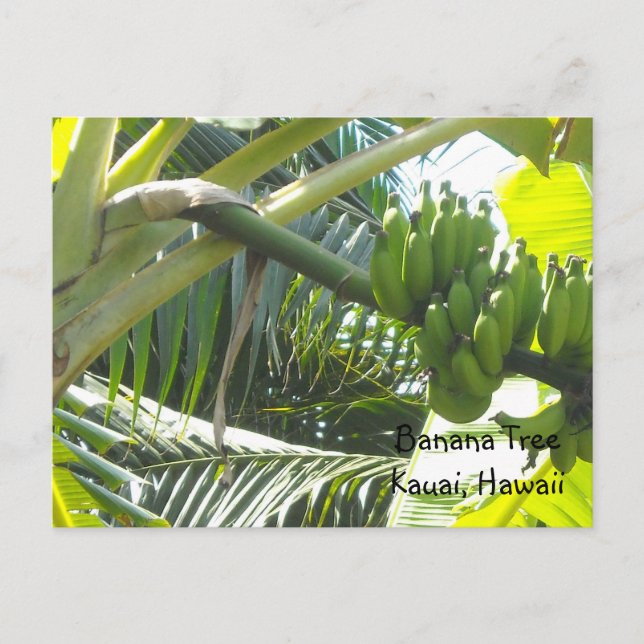 Banana Tree Postcard (Front)