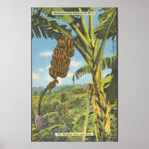 Banana Trees Jamaica Vintage Travel Poster
